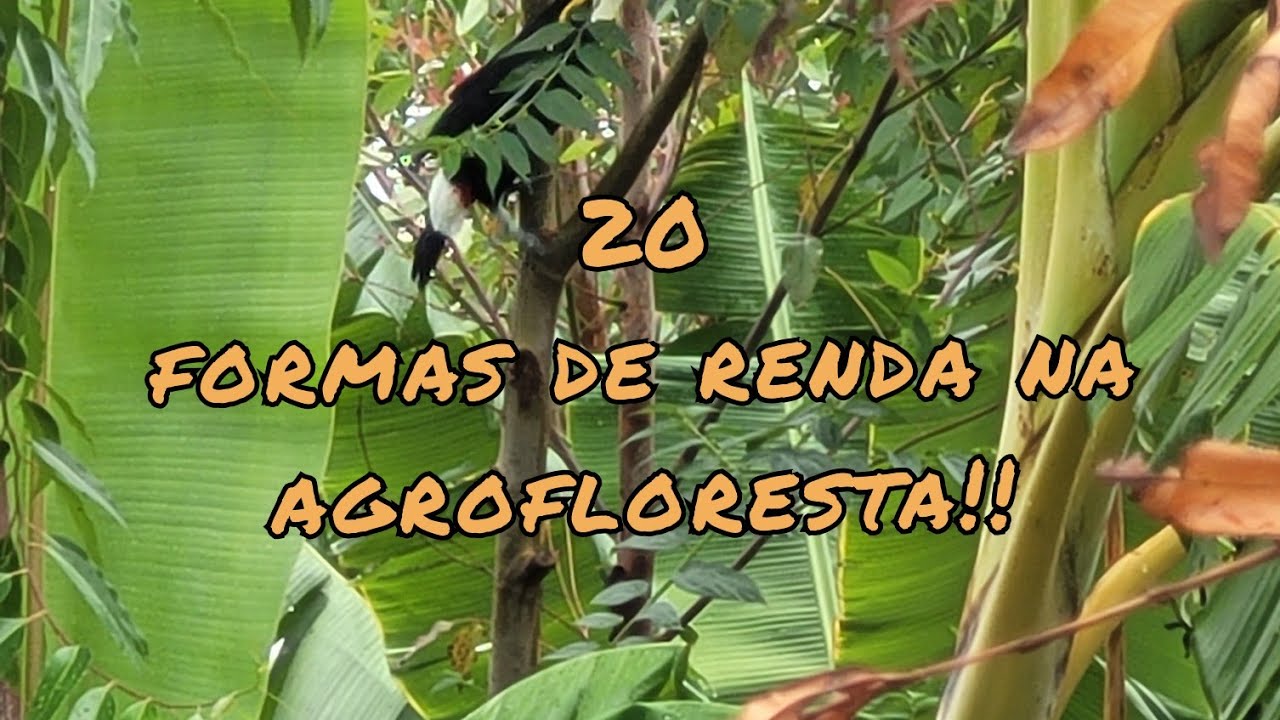 20 maneiras de aumentar a renda da agrofloresta!!!