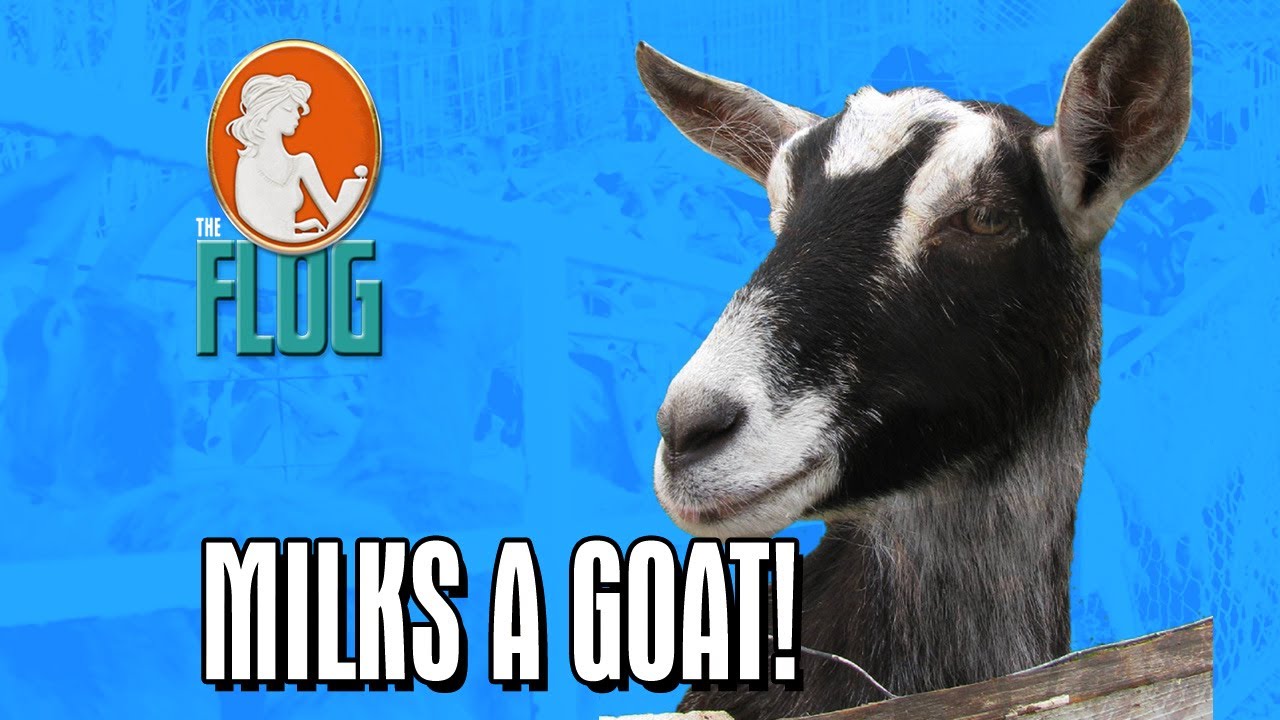 Felicia Day Milks a Goat!