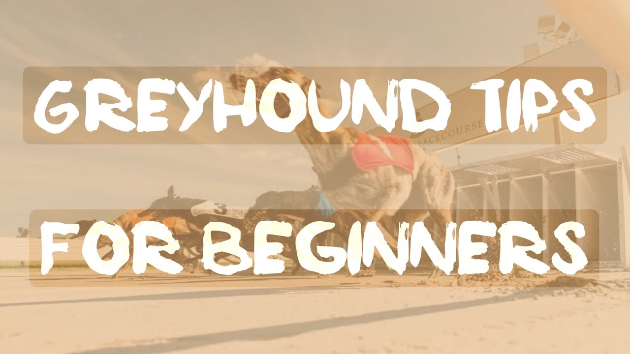 HOW TO BET ON GREYHOUND RACING