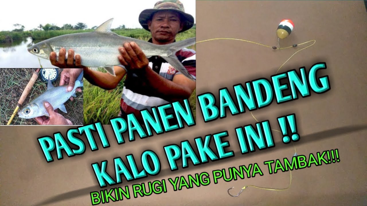 TIPS JITU MANCING BANDENG, CARA MERANGKAI PANCING BANDENG PELAMPUNG TENGAH ! ! !