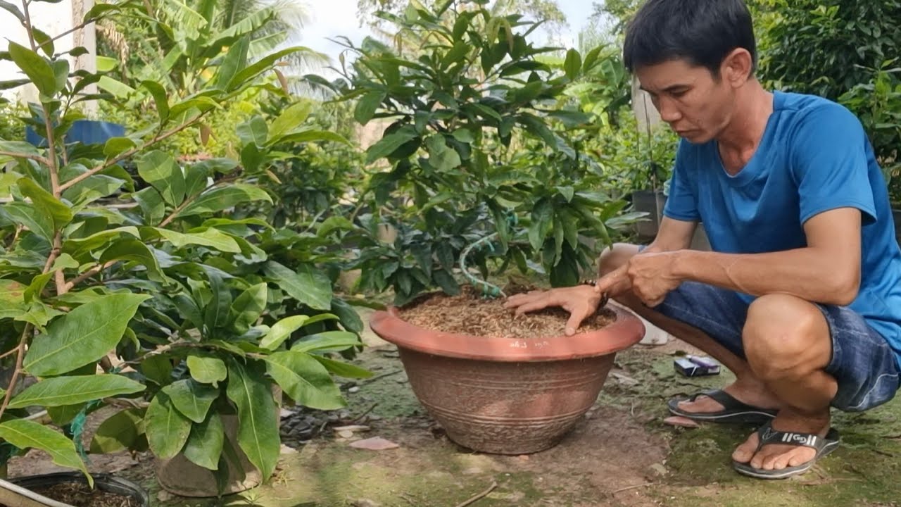 Bí Quyết Sang Chậu ( Thay Chậu ),Cây Mai Phát Triển Rất Mạnh .