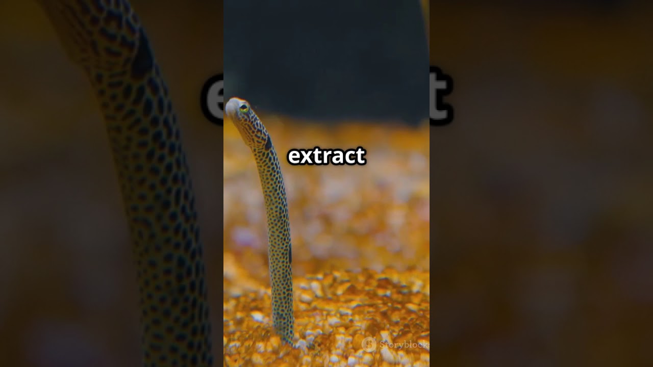 The Worm That Eats Rocks #facts #animallife #animalspecies #animals #venomouscreatures #animalhumor