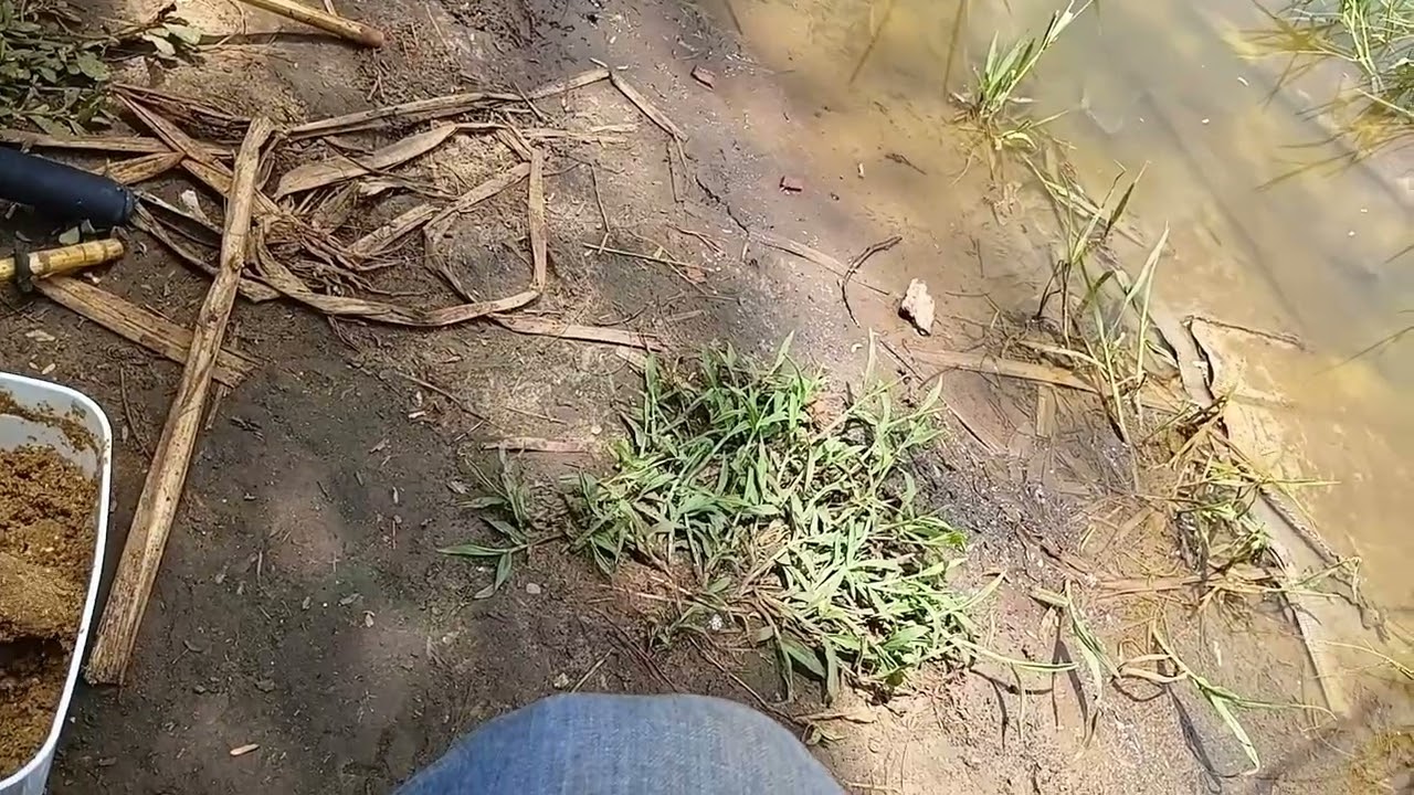 Pescaria de tilapia Pescaria raiz varinha de banbu uma atrás da outra 🤠
