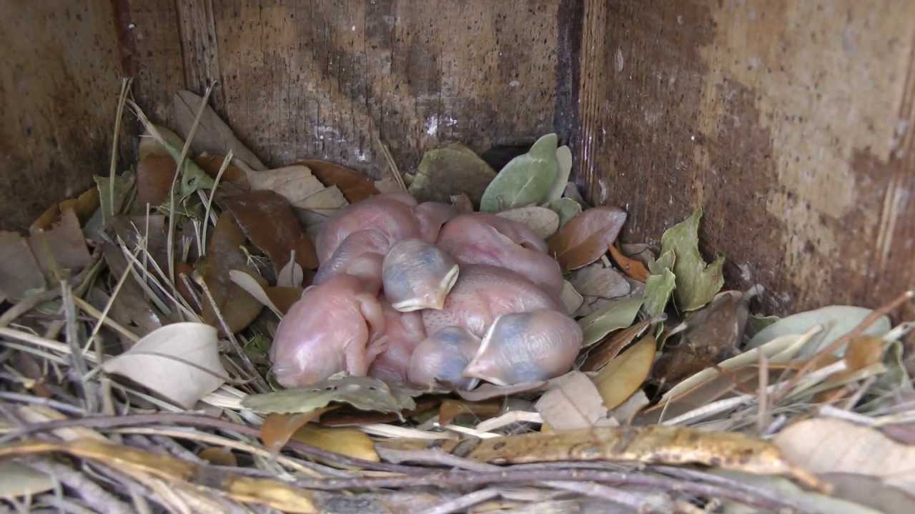 Purple martins from eggs to fledglings in less than 10 minutes