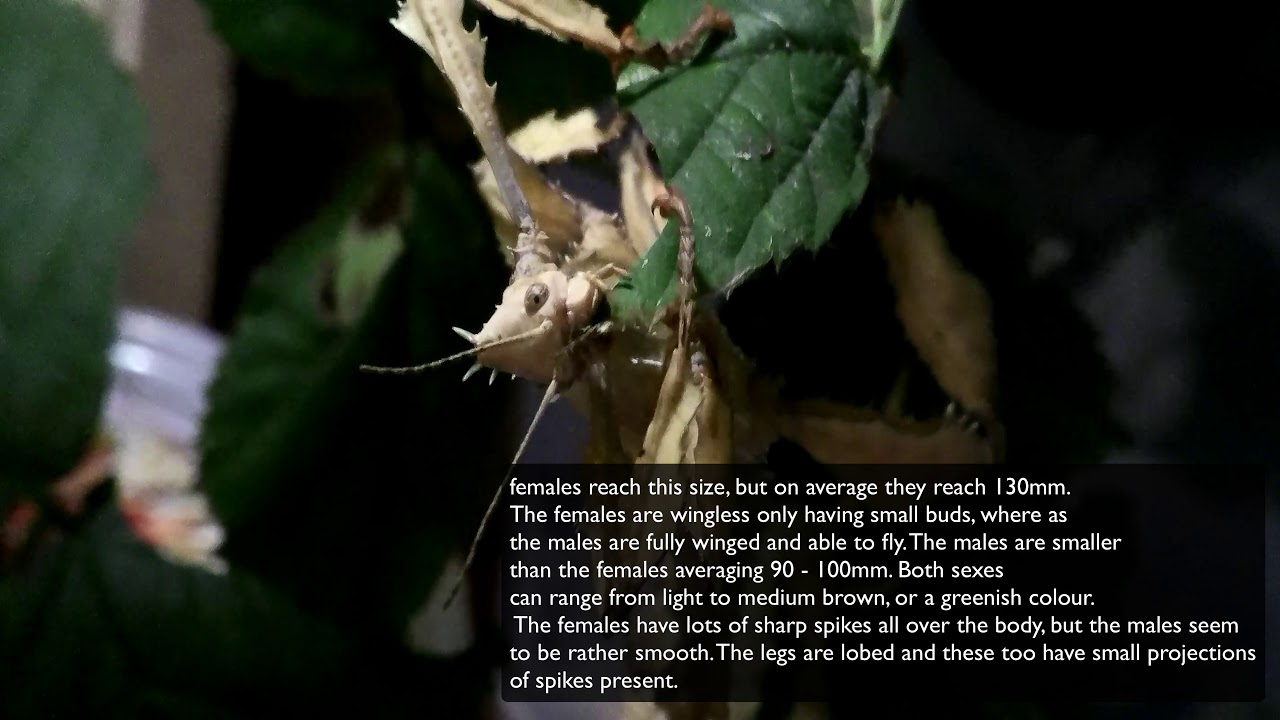 Macleays Spectre Stick Insect