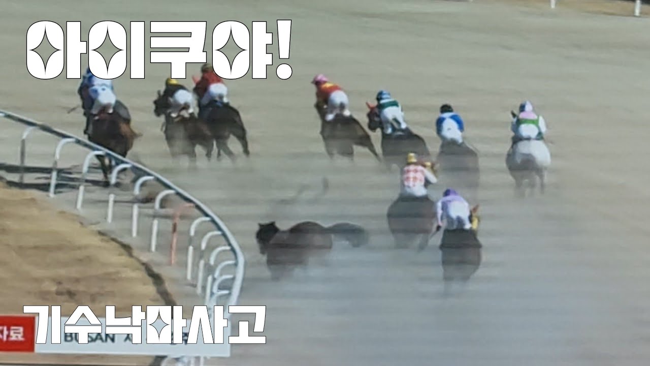 경주중 앞서가던말 뒷다리에 걸려서!(심의경주.낙마한 기수 천만다행)