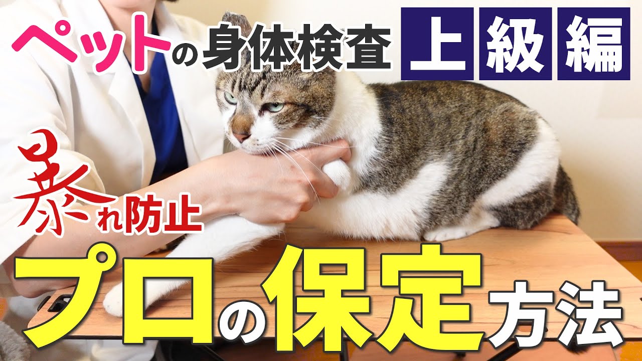 獣医師が現場で行う犬猫の暴れを防ぐ保定方法を実演！プロなら知らないはずがない身体検査：上級編