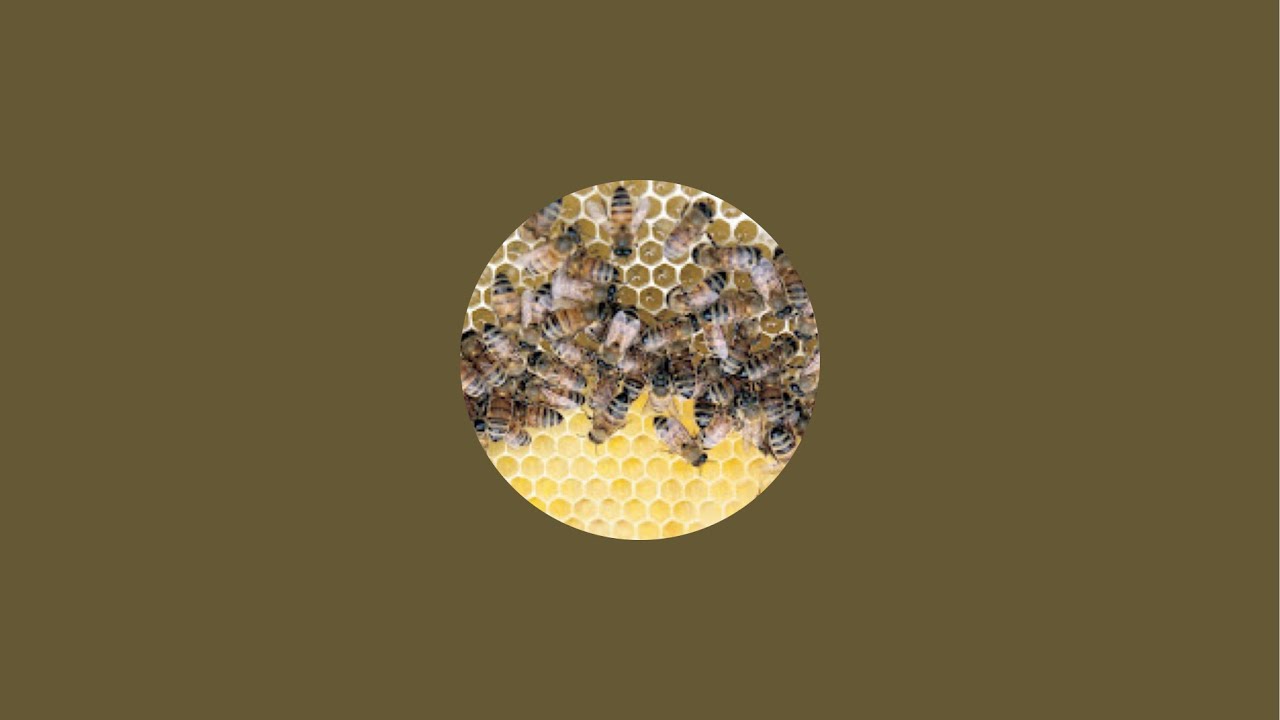 Binder am Bienenvolk: Anpassung des Brutraumes für die Überwinterung