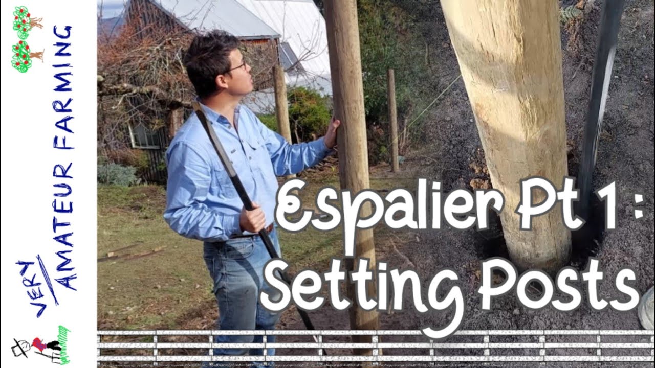 Espalier Pt 1: Setting Posts - placing support posts for an espalier orchard