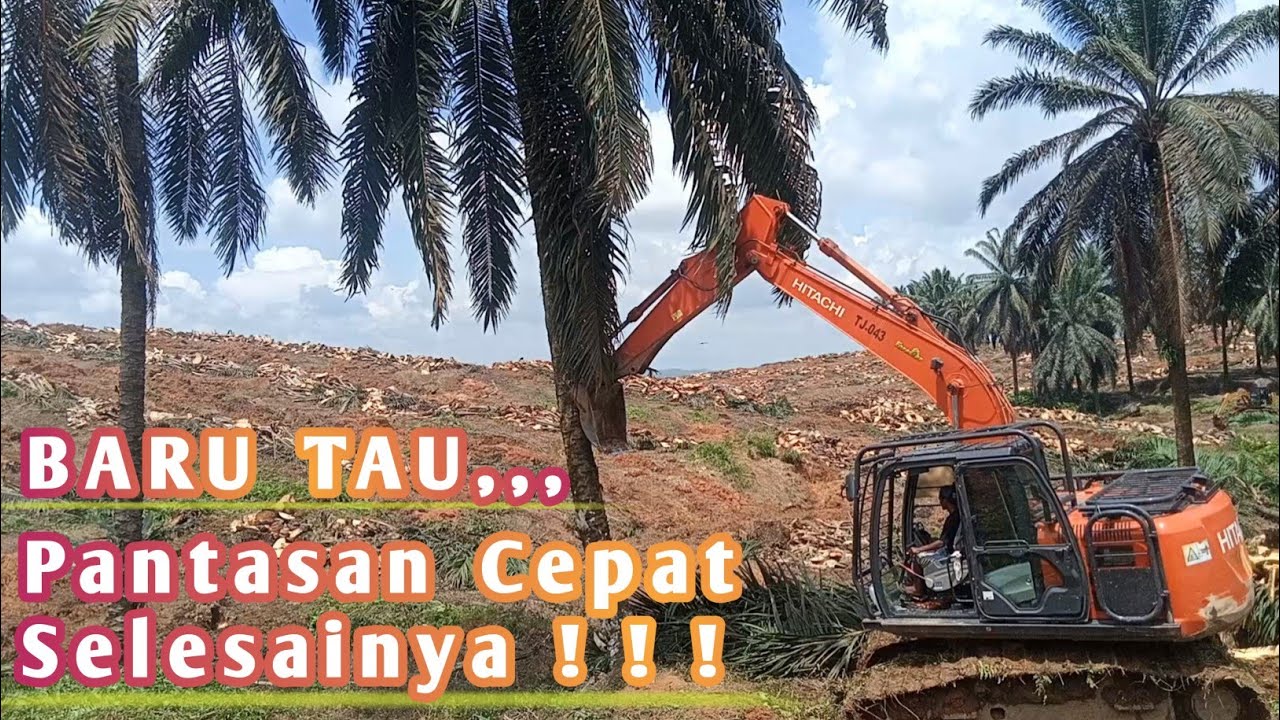Beko Excavator Hitachi Menumbang Dan Mencincang Batang Sawit