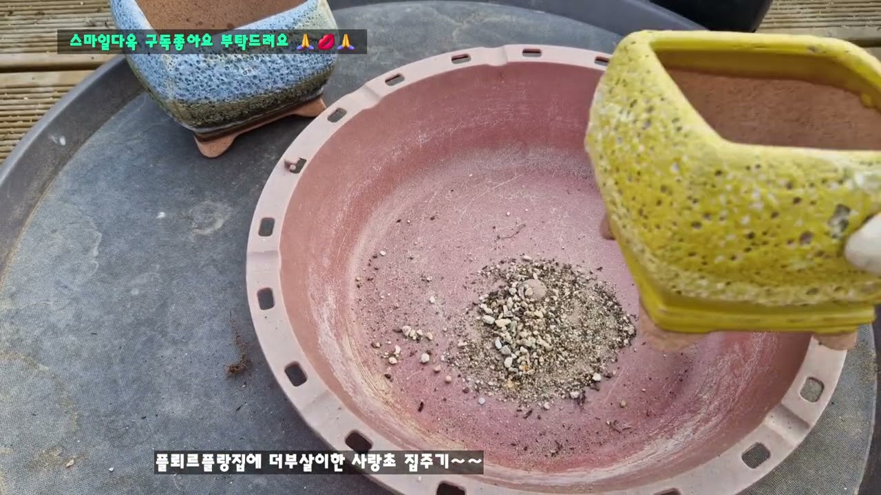 #스마일다육 문제가있던 다육 적심해서 이만큼 키웠어요 더부살이한 사랑초 분가시켰어요