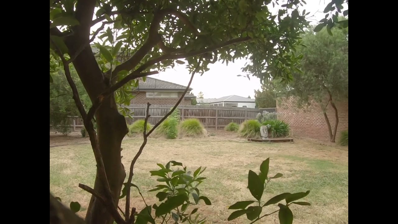 Rain Under the Lime Tree | Australian Backyard Ambience