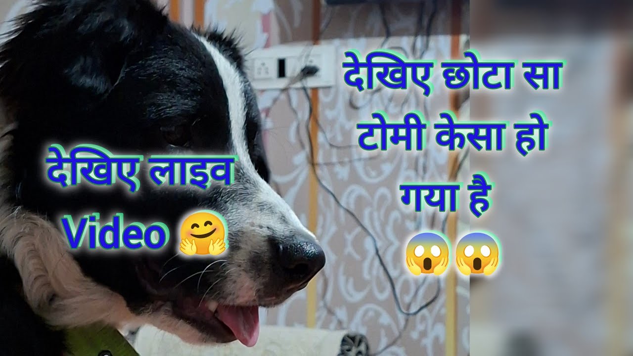 🤔देखिए छोटा सा टोमी हमारा केसा हो गया ? 😱😱 #live #livestream #livestreaming #livepromotion
