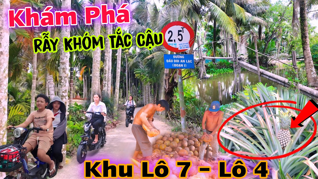 Lạc Vào Rẫy Khóm Tắc Cậu Kiên Giang, Khám Phá Được Cái ĐẦU VOI BỰ KHỦNG