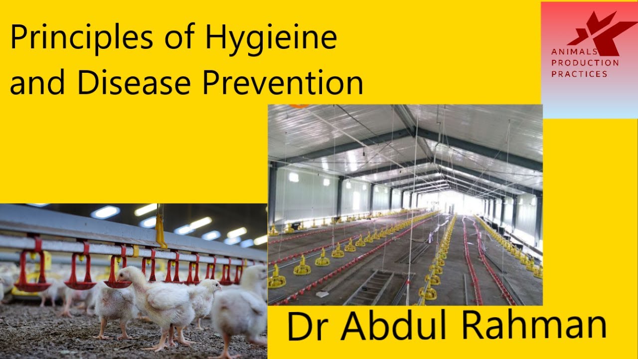 Principles of hygiene and disease prevention, poultry farming,