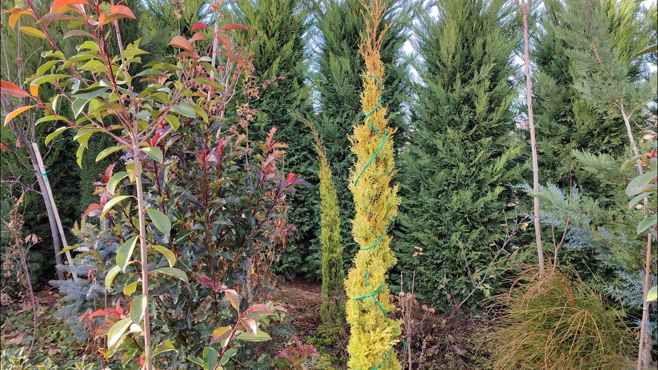 Золотая хвойная изгородь | Cupressus sempervirens 'Swane's Golden'