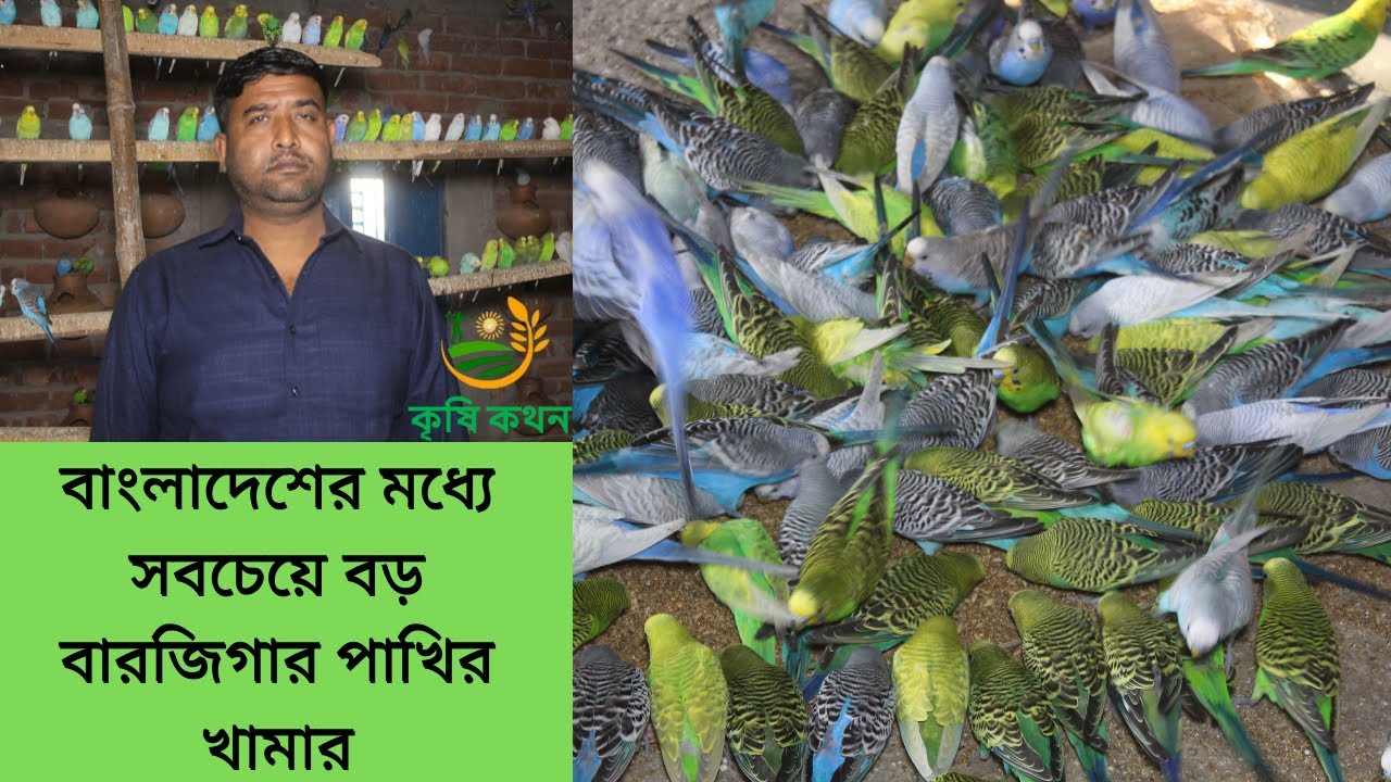 সোদি প্রবাসী আশরাফুল ভাইয়ের বারজিগার পাখির খামার