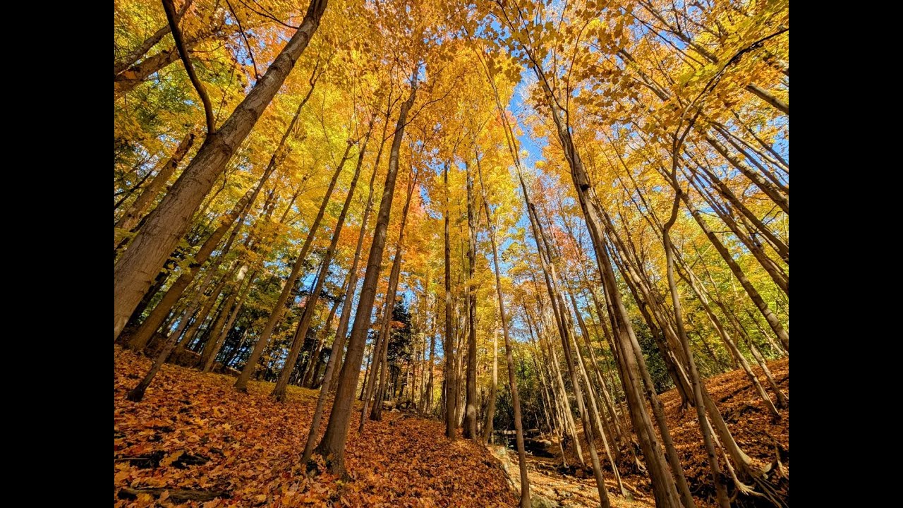 Autumn 2025   Brookbanks park 