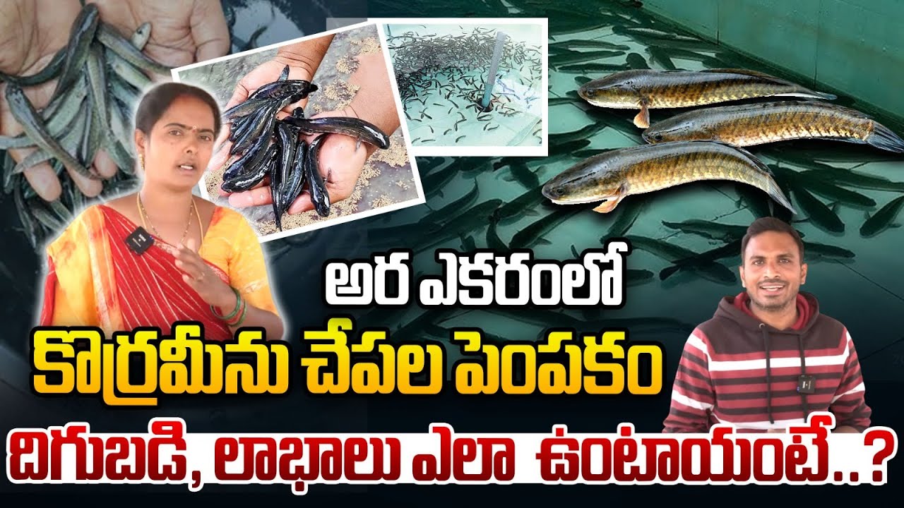 కొర్రమీను చేపల పెంపకం | Korameenu Fish Farming In Half An Acre | Avani Fams | Rythanna Nestam