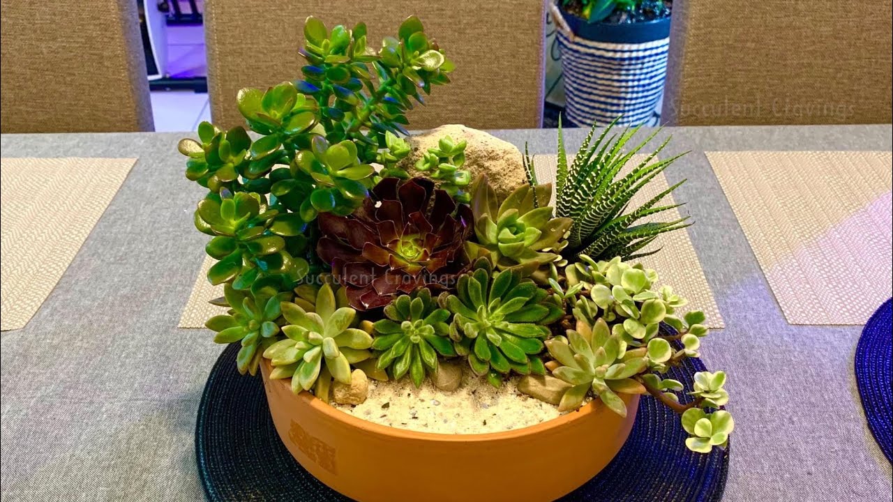 Table Centerpiece Succulent Arrangement in Terracota Bowl