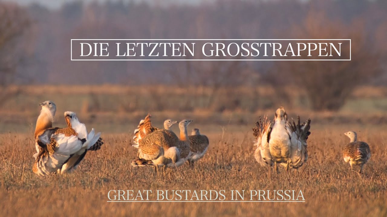 Great Bustards in Prussia | Die letzten Trappen in Brandenburg
