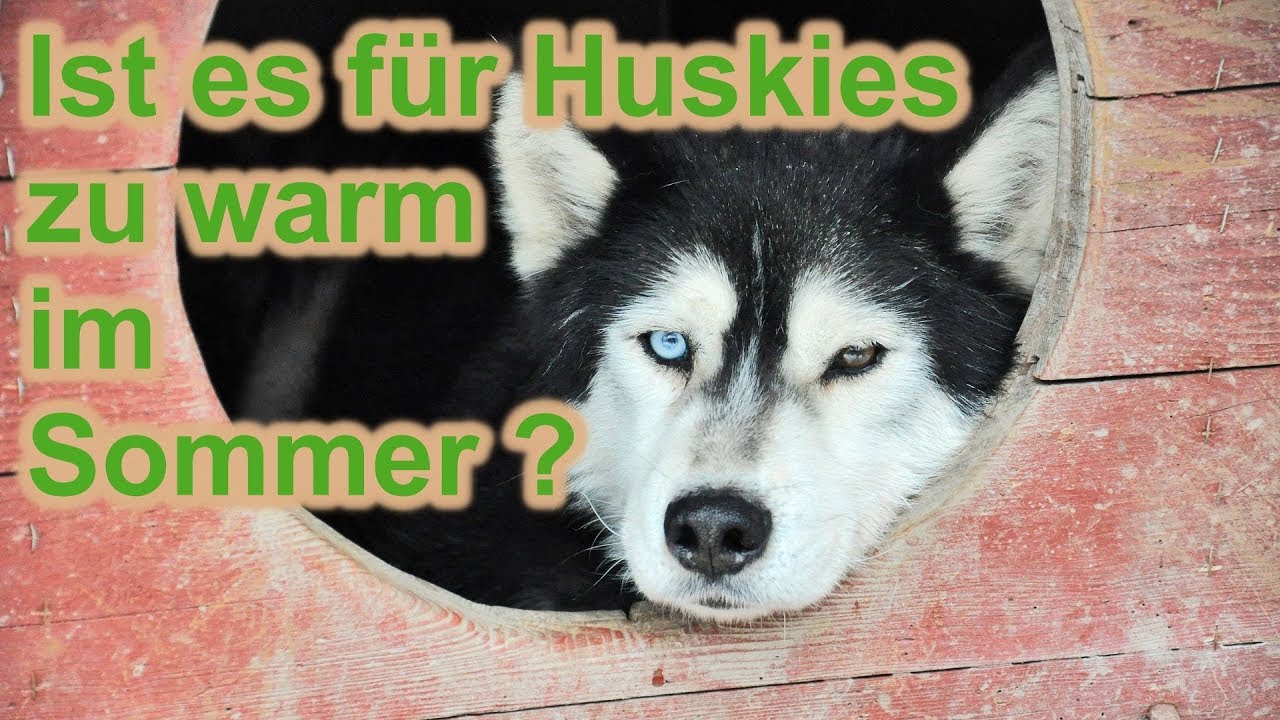 Ist es Huskies zu warm in Deutschland? / Leidet ein Husky im Sommer? / Hundetraining / Zughundesport