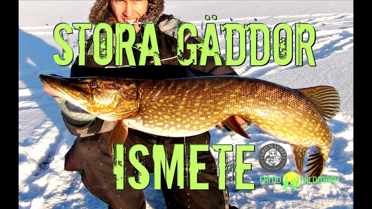 Sjukaste Gäddfisket! Ismete Efter Gädda #4