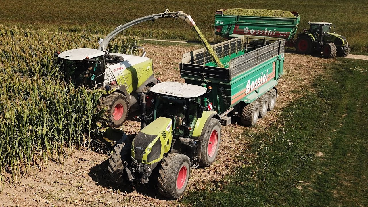 Claas Jaguar 970 | 2x Axion 830 | Arion 550 | Bossini | Trinciato mais 2025 | Azienda Baschirotto