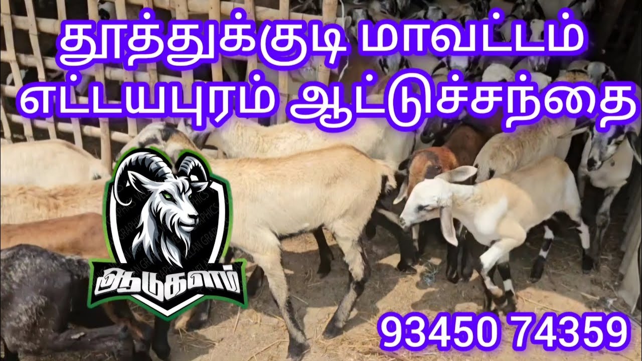 வளர்ப்பு மற்றும் கறிகுட்டிகள் அதிக அளவில் விற்பனை #ஆடுவளர்ப்பு #எட்டயபுரம் #ஆட்டுச்சந்தை 