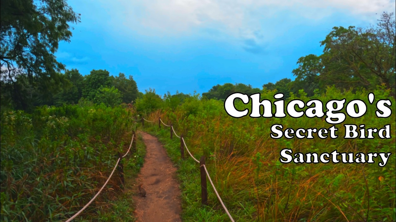 Lincoln Park’s Secret Bird Sanctuary | 4K Walking Tour of Montrose Point