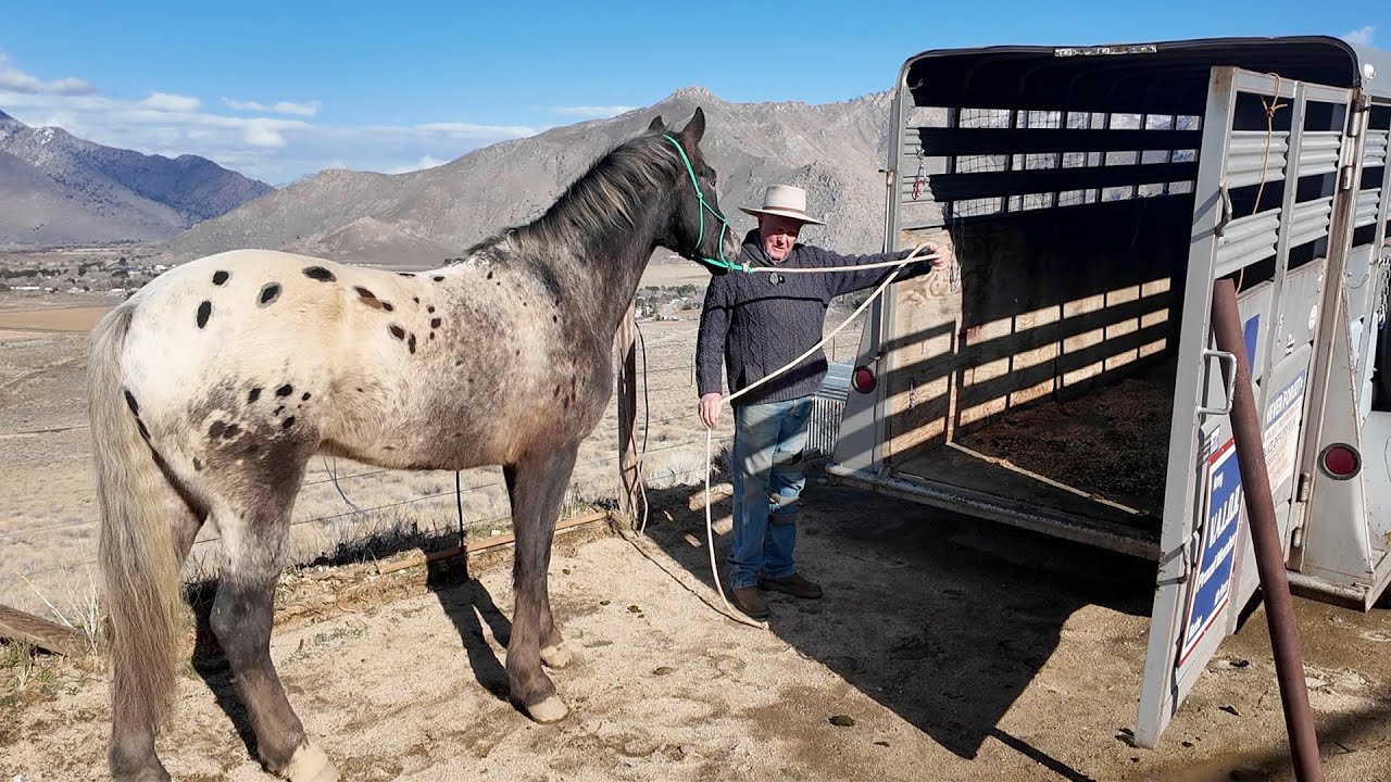 Trailer Loading with the Montana Cowgirls