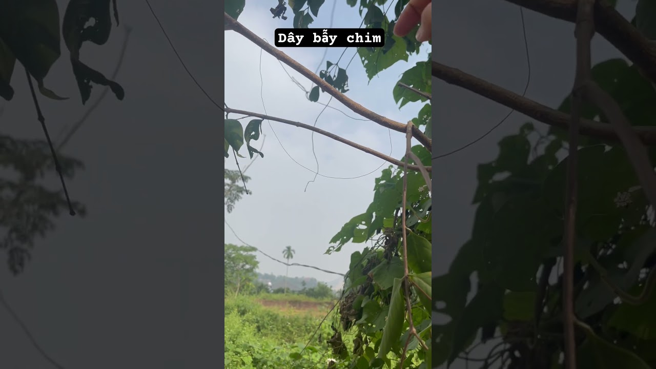 D&acirc;y d&ugrave; để bẫy chim #baychim #birdtrap