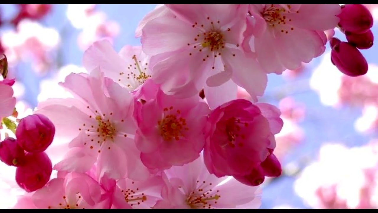 Spring has come