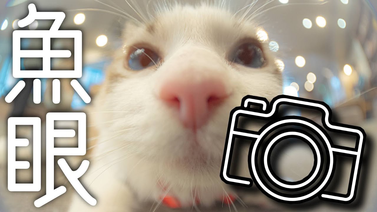 写真撮影【猫の撮り方】魚眼レンズでペットを撮ったらどうなる？