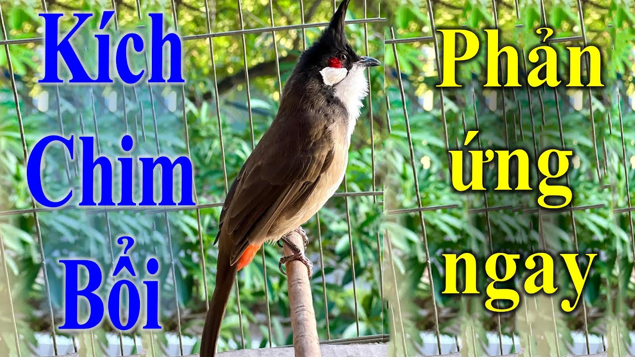 Chào Mào Kích Bổi Lên Lửa, Luyện Chào Mào Mái - Chào Mào Mái Kích Trống Hót Căng Lửa. Chào mào mái