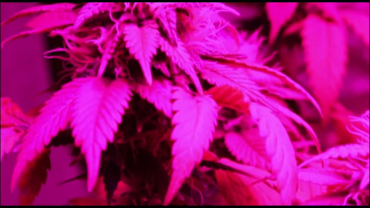 Blackstar Chrome 720 LED - Day 35 Flower