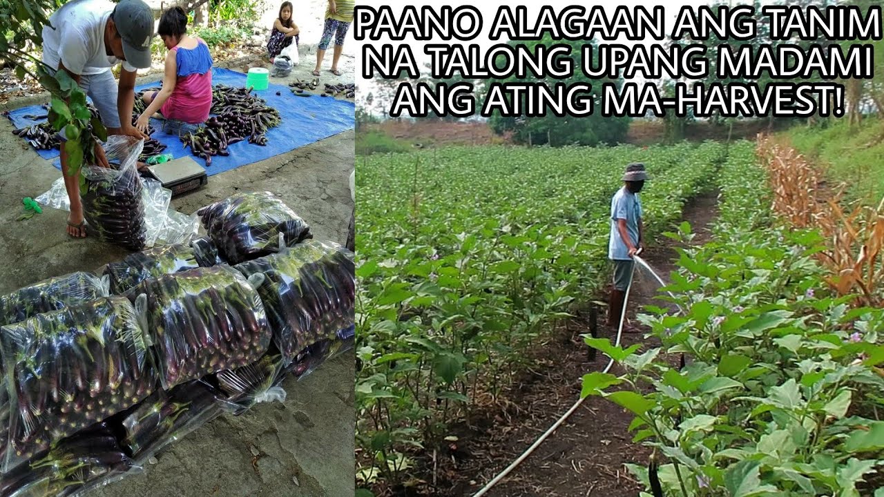 Paano alagaan ang tanim na TALONG para madami ang ma-HARVEST!
