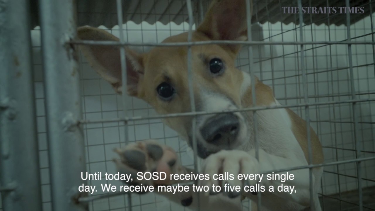Heroes Among Us: Aesthetic doctor's mission to save street dogs