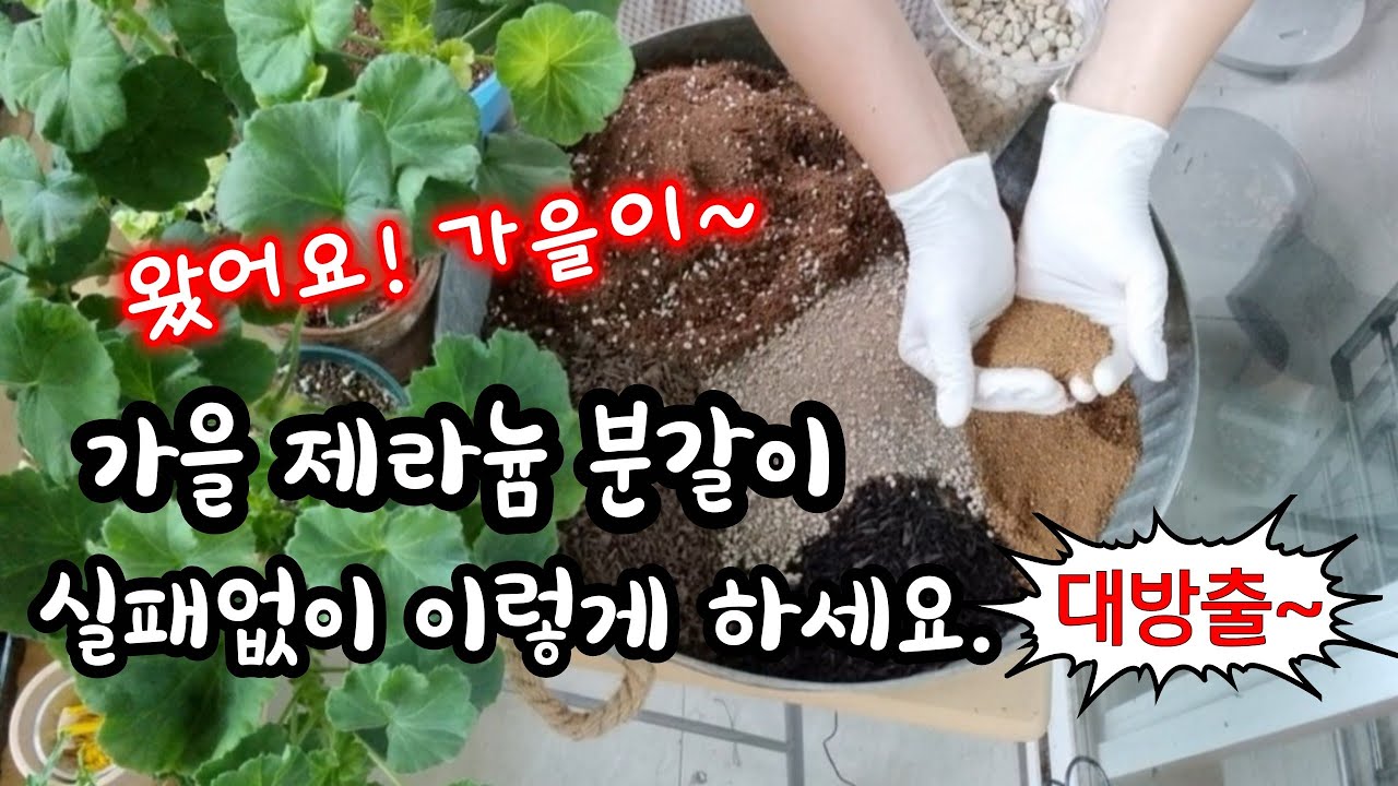 #pelargonium  가을 제라늄 분갈이 /그 집만의 특별한 스킬들!! 이렇게하면 실패없이 성공합니다.