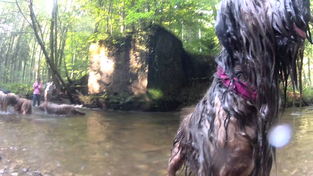 GoPro HD: 30 happy Briards running free at the river walk