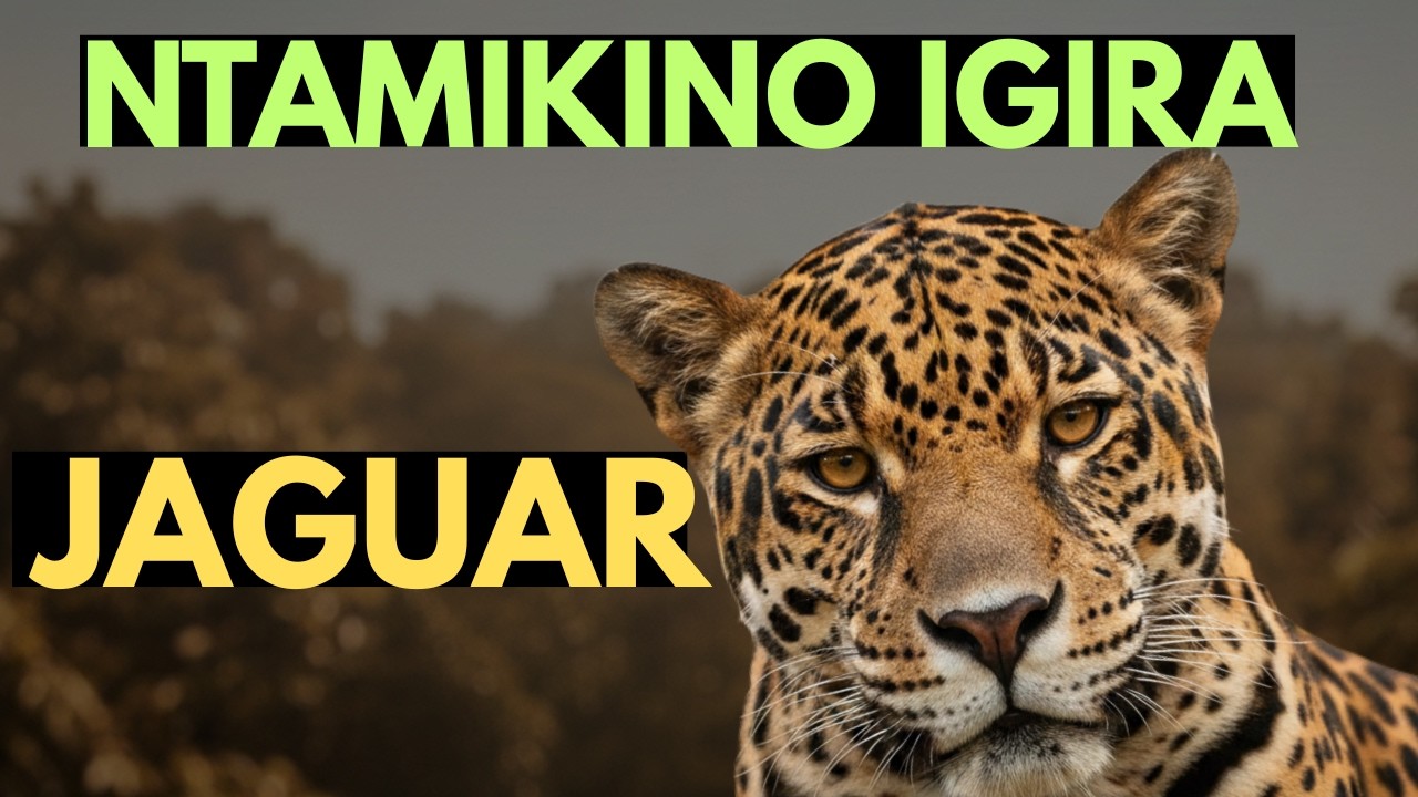 Kuki JAGUAR ari Inyamaswa itangaje kandi iteye ubwoba? 