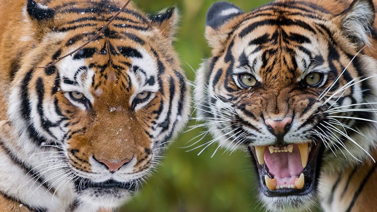 Los Dos Gigantes del Mundo Felino – Tigre de Bengala y Tigre Siberiano