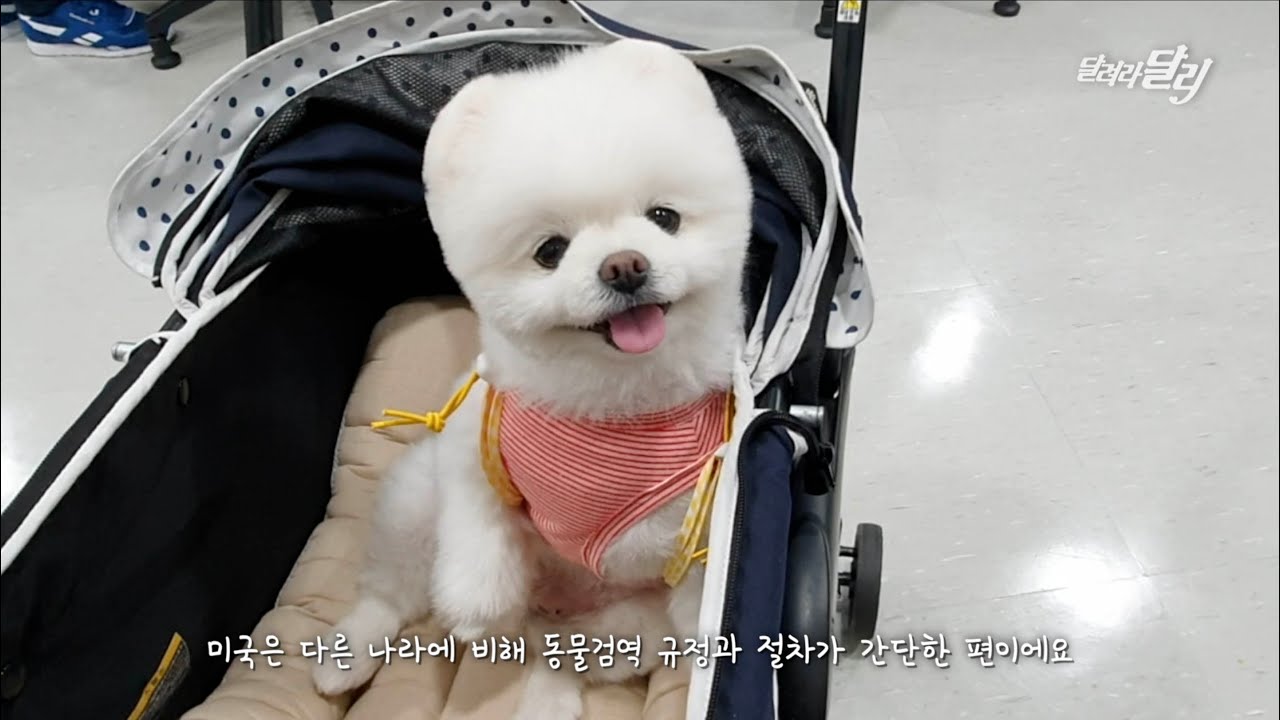 강아지 동생 달리와 함께하는 미국여행, 출발 편 / 인천 - LA 대한항공 A380 퍼스트클래스 체험기