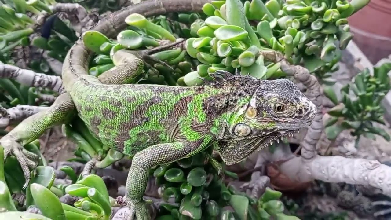 ten mucho cuidado con no hacer lo correcto en el mantenimiento de tu iguana