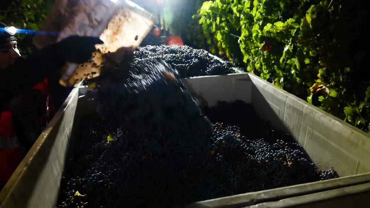 Поместье ПлампДжек в Оквилле, долина Напа | Экскурсия по винодельческому региону AVA