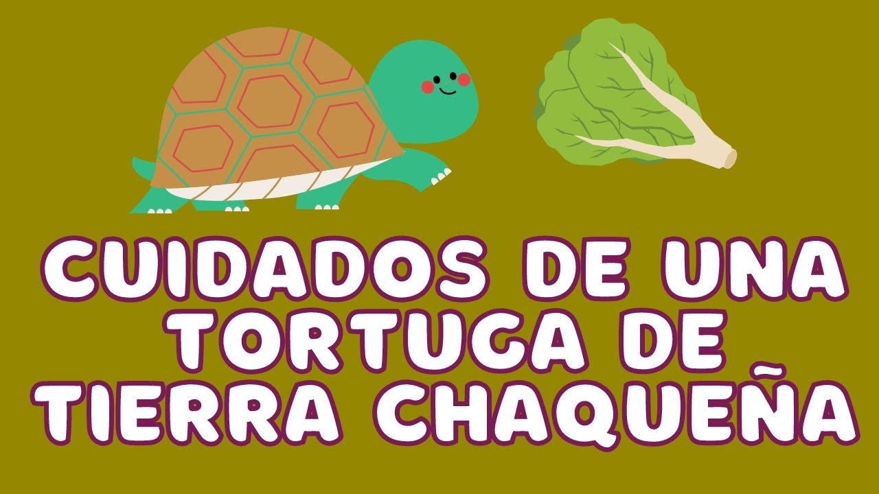 Cómo cuidar una tortuga de tierra chaqueña (Chelonoidis chilensis)