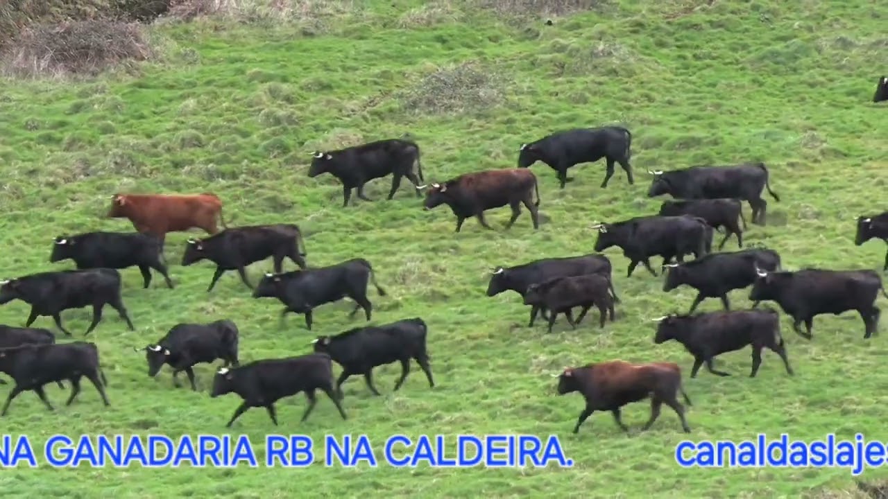 RB 2 PARTE DE TRABALHO DESPARATISAR VACAS DO CAMINHO 11 01 2026