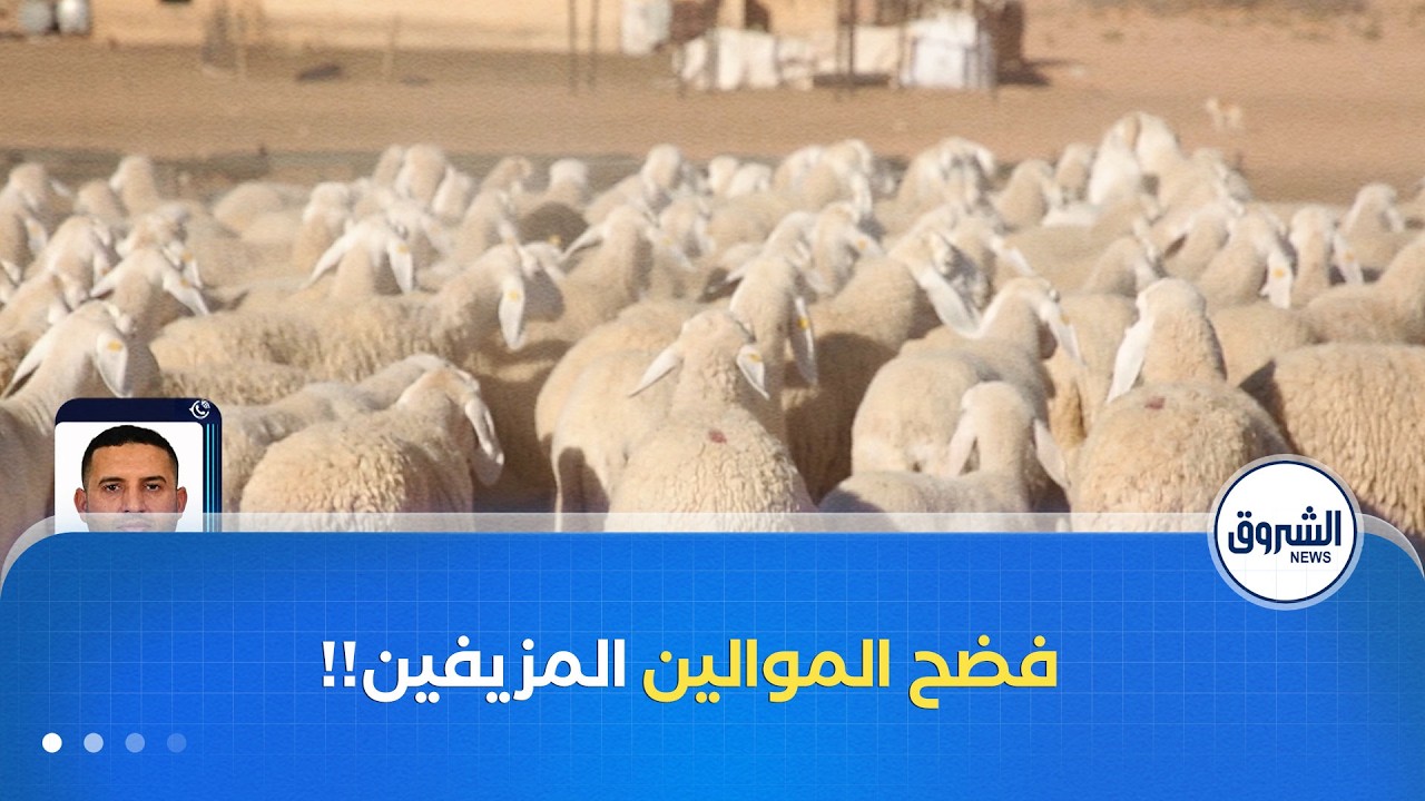 اللحوم الحمراء تحت المجهر..اعتماد دعم مباشر للإنتاج لفضح الموالين المزيفين