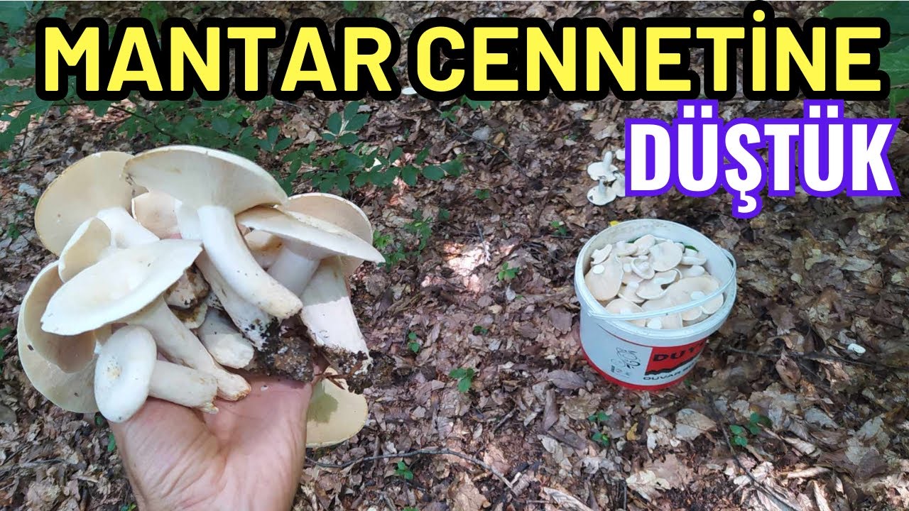 Mantar Cennetine Düştük. Her Yer Bembeyaz Mantar Dolu. Her Yerimiz Mantar Doldu. En Güzelini Seçtik