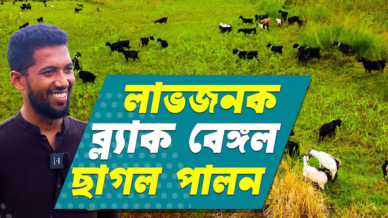 অল্প পুজিতে লাভকনক হচ্ছে দেশিও ছাগল পালন | ব্লাক বেঙ্গল ছাগল পালন পদ্ধতি | Black Bengal Goat Farming